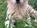 Pyrenean Mountain Dog puppies