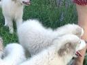 Pyrenean Mountain Dog puppies