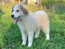 Pyrenean Mountain Dog puppies