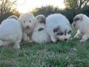 Pyrenean Mountain Dog puppies