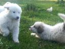 Pyrenean Mountain Dog puppies