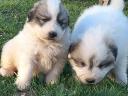 Pyrenean Mountain Dog puppies