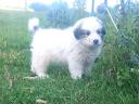 Pyrenean Mountain Dog puppies