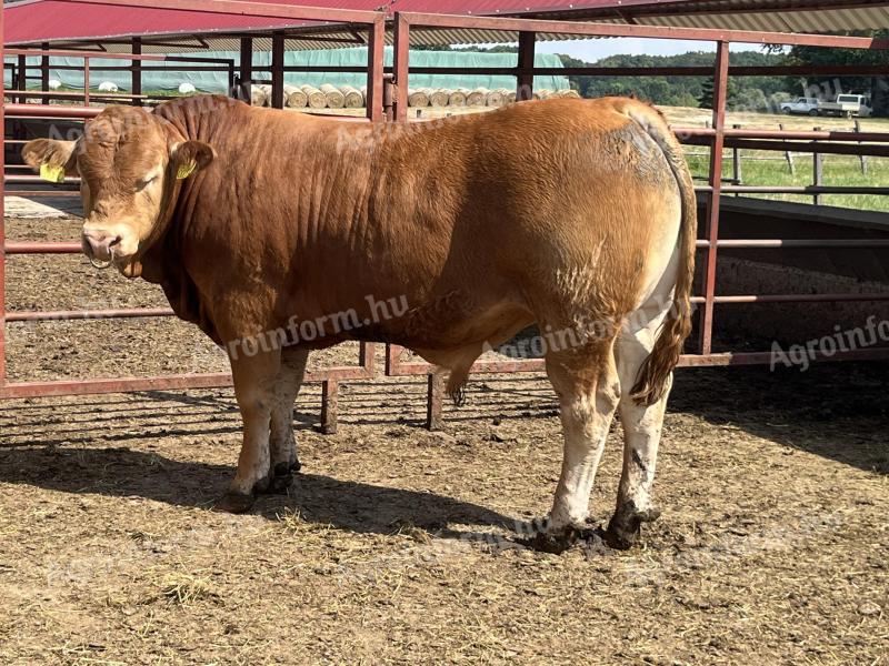 Limousin tenyészbika