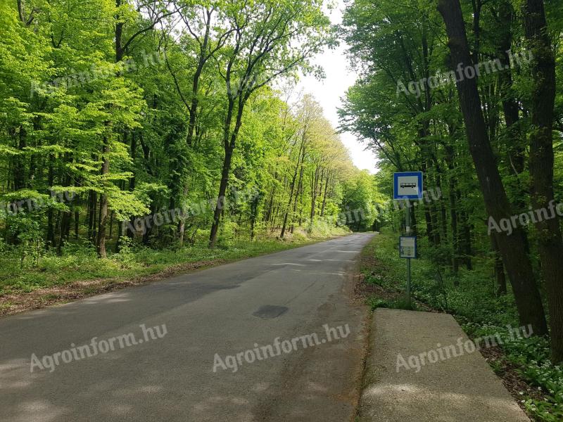 Haus im Mecsek-Wald in Pécs, 4000 m² großes Grundstück