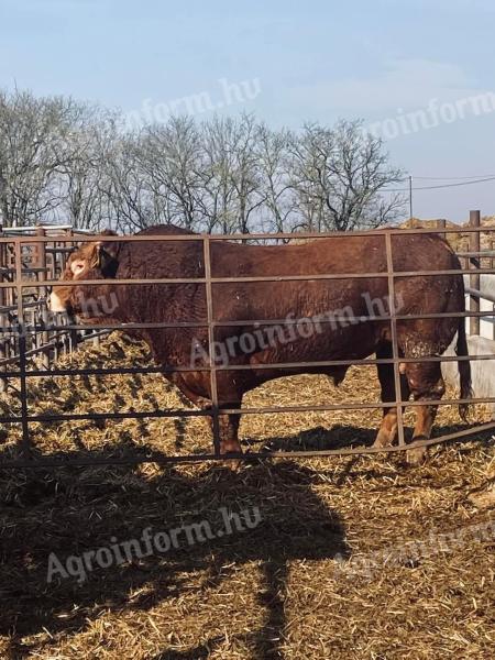 Limousin tenyészbikák