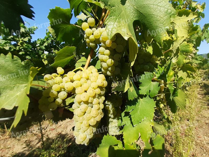 Balaton-felvidéki Olaszrizling je možné objednat, sklizeň se očekává od začátku září