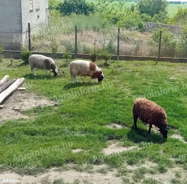 Póniló csere,  vagy kosok eladóak