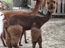 Cute alpaca boys would move in