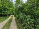 Teren de vânzare în mediul rural cu pădure