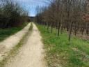 Teren de vânzare în mediul rural cu pădure