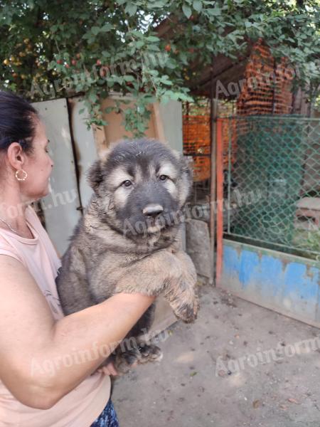 Kavkazský ovčák štěňata k dispozici