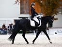 Friesian mare for sale