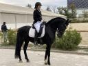 Friesian mare for sale