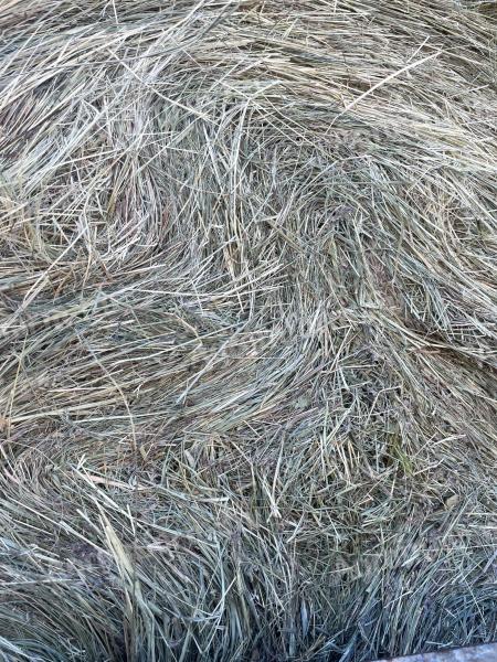 Good quality hay for sale