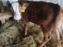 Bull calves for sale