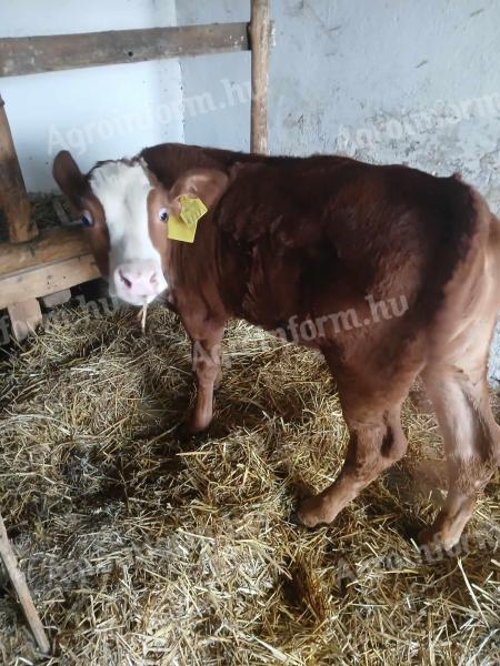 Bull calves for sale