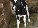 Holstein-Friesian heifer calf for sale