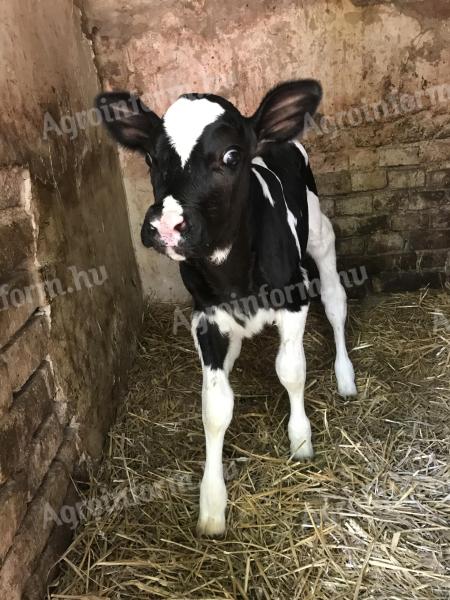 Holstein-Friesisches Färsenkalb zu verkaufen