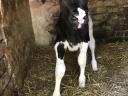 Holstein-Friesian heifer calf for sale