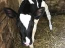 Holstein-Friesian heifer calf for sale