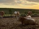 Blonde d&#39;Aquitaine-Zuchtbullen zu verkaufen