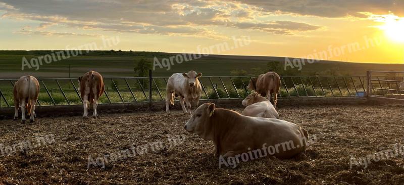 Blonde d'Aquitaine breeding bulls for sale