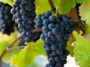 Pinot Noir (Blue Burgundy) grapes for sale