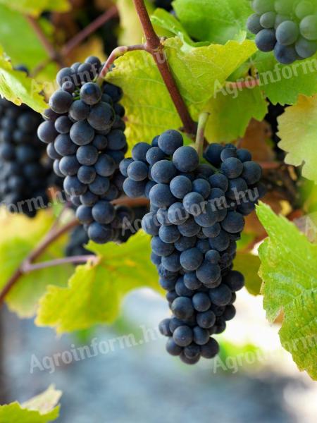 Pinot Noir (Blue Burgundy) grapes for sale