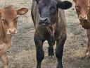 Looking for a bull calf for meat