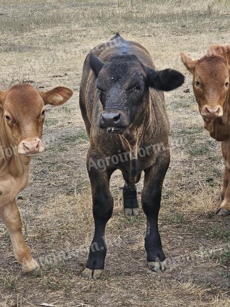 Caut un vițel de taur pentru carne