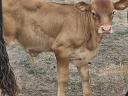 Looking for a bull calf for meat