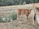 Looking for a bull calf for meat