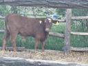 Looking for a bull calf for meat