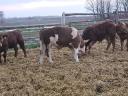 Looking for a bull calf for meat