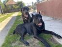 Rasse Cane Corso, Natur pur