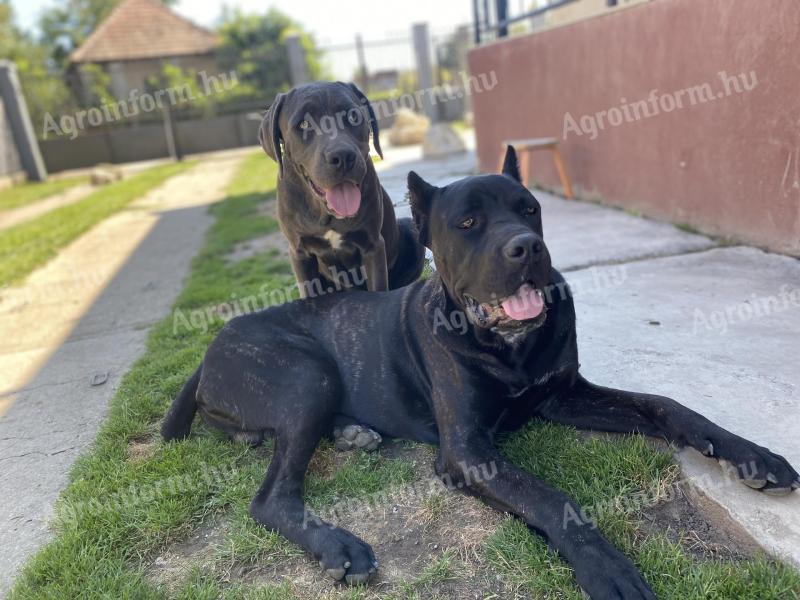 Cane corso faj tiszta jellegű