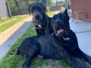 Rasse Cane Corso, Natur pur