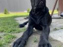 Rasse Cane Corso, Natur pur