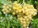 Cserszegi, muscatel, merlot, kékfrankos, cabernet and other grapes for sale in small and large lots