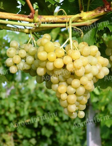 Cserszegi, muscatel, merlot, kékfrankos, cabernet and other grapes for sale in small and large lots