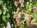 Cserszegi, muscatel, merlot, kékfrankos, cabernet and other grapes for sale in small and large lots