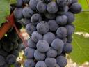 Cserszegi, muscatel, merlot, kékfrankos, cabernet and other grapes for sale in small and large lots