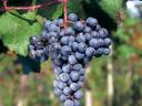 Cserszegi, muscatel, merlot, kékfrankos, cabernet and other grapes for sale in small and large lots