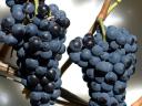 Cserszegi, muscatel, merlot, kékfrankos, cabernet and other grapes for sale in small and large lots