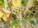 Cserszegi, muscatel, merlot, kékfrankos, cabernet and other grapes for sale in small and large lots