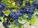 Cserszegi, muscatel, merlot, kékfrankos, cabernet and other grapes for sale in small and large lots