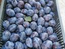 Large quantities of plums for sale