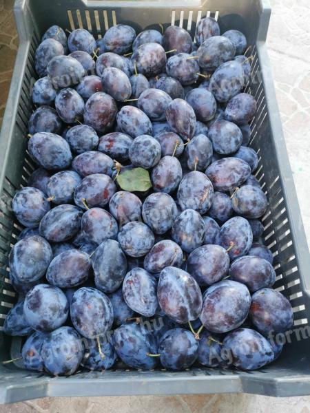 Large quantities of plums for sale