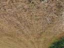 Alfalfa and hay bales for sale